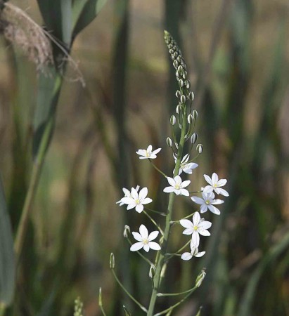 fiore 11